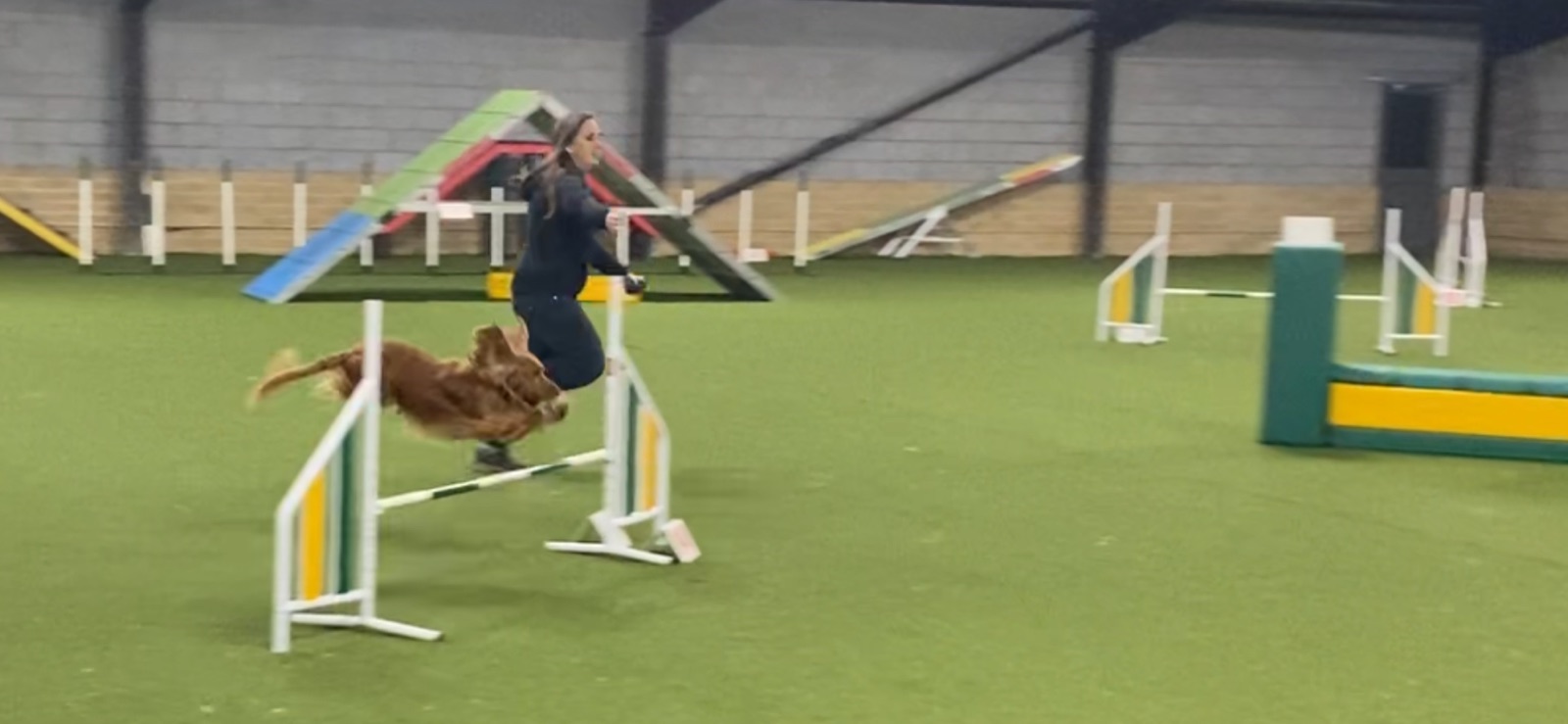 A red cocker spaniel clearing a jump in full stride, its handler running alongside, in an indoor agility arena